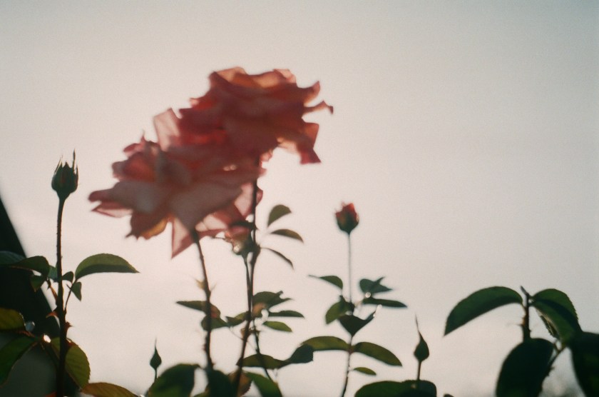 pink flowers in a garden. captured in Annecy, France by Victoria Ashly Griggs